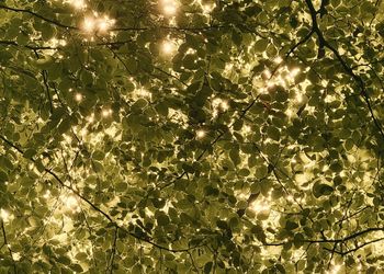 Green leaves and sunlight filtering through trees